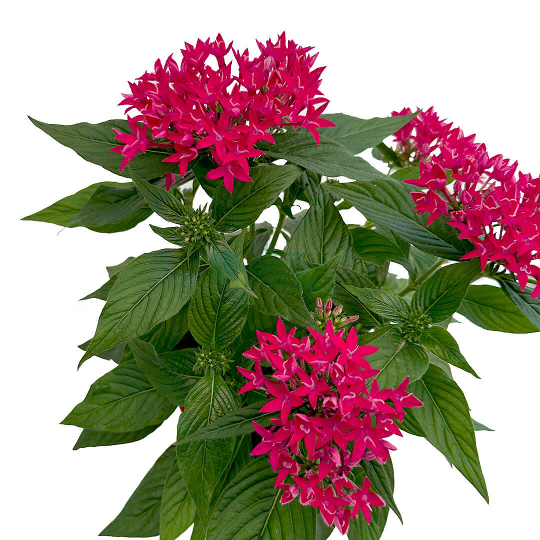 Pentas lanceolata Carnea