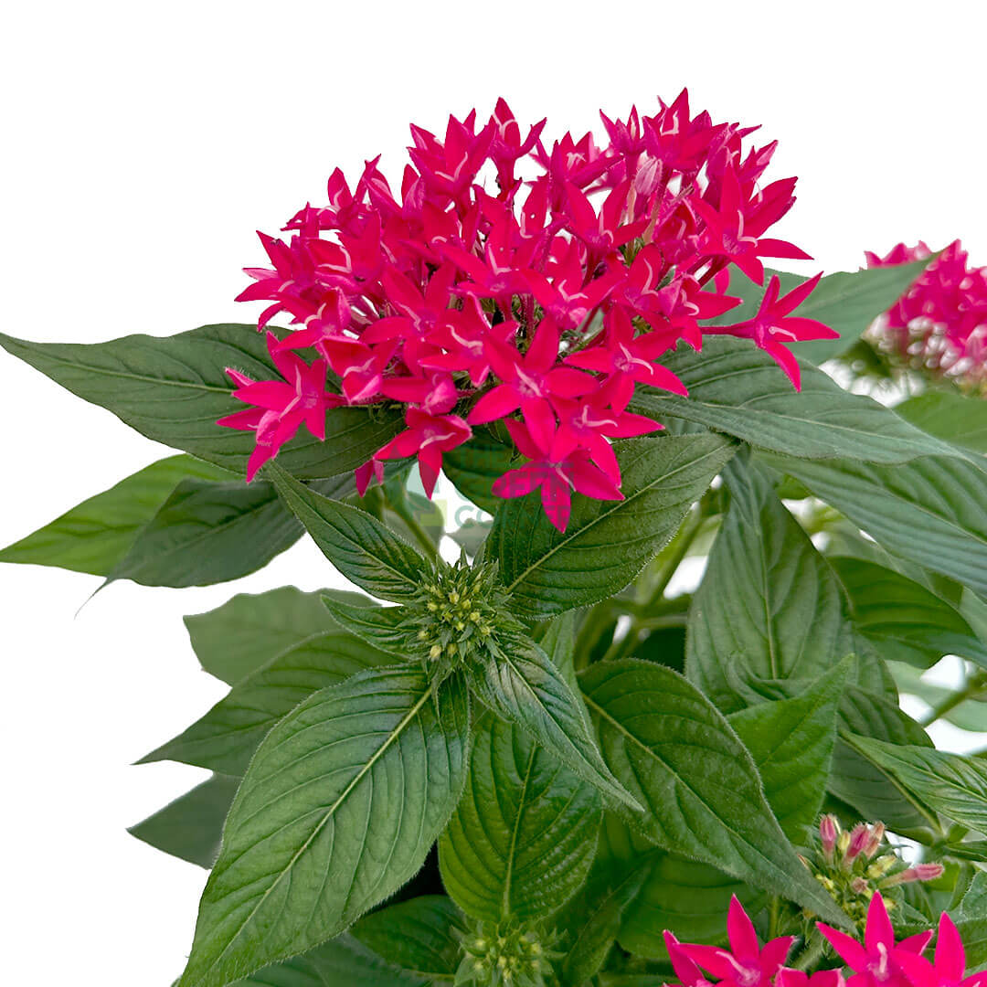 Pentas lanceolata Carnea
