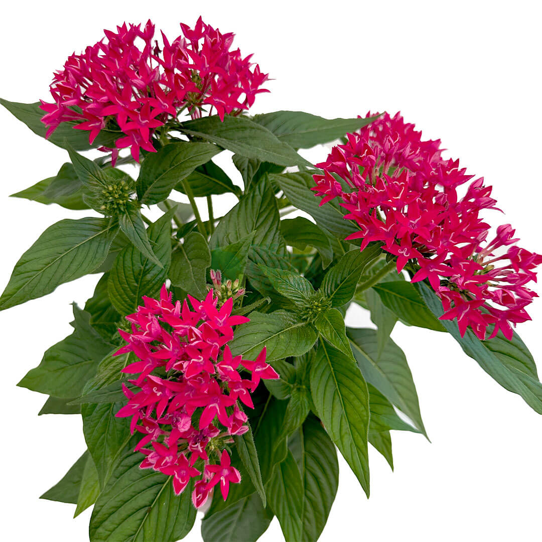 Pentas lanceolata Carnea