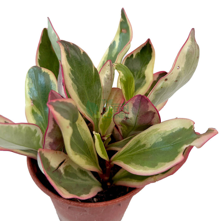 Peperomia Clusiifolia Jelly