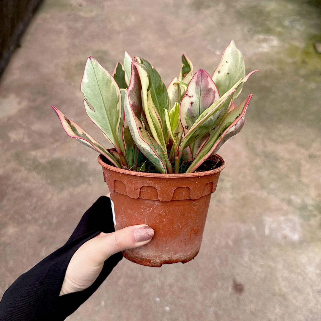 Peperomia Clusiifolia Jelly