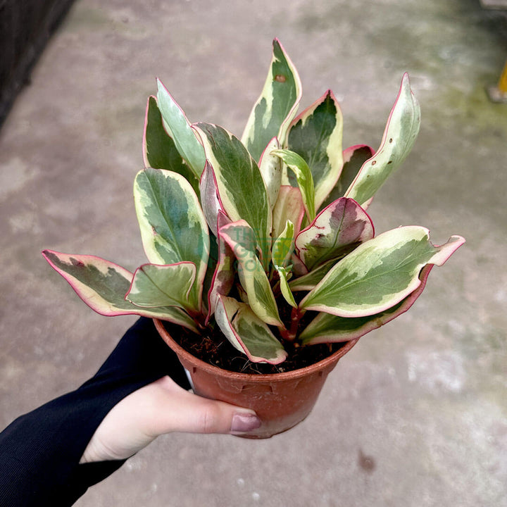 Peperomia Clusiifolia Jelly