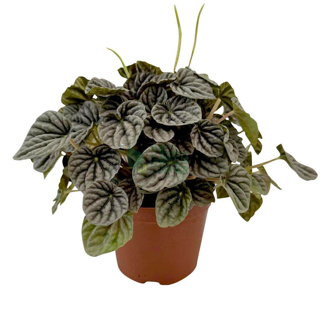 Peperomia Caperata