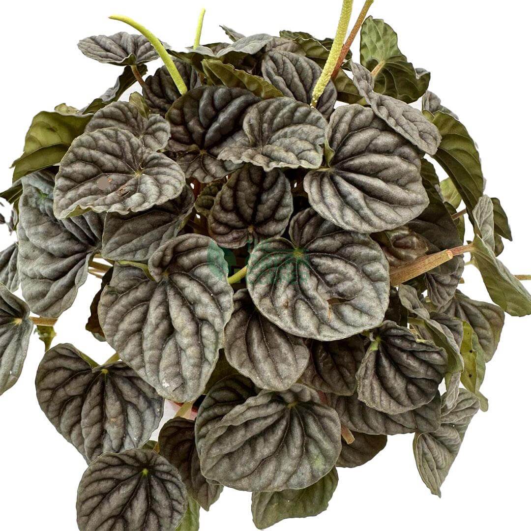 Peperomia Caperata