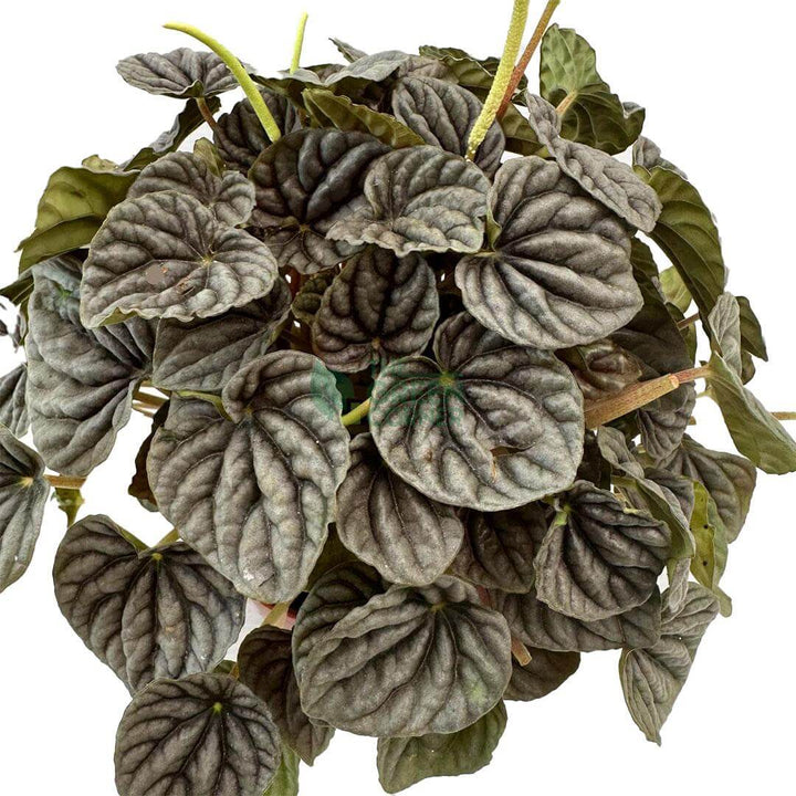 Peperomia Caperata
