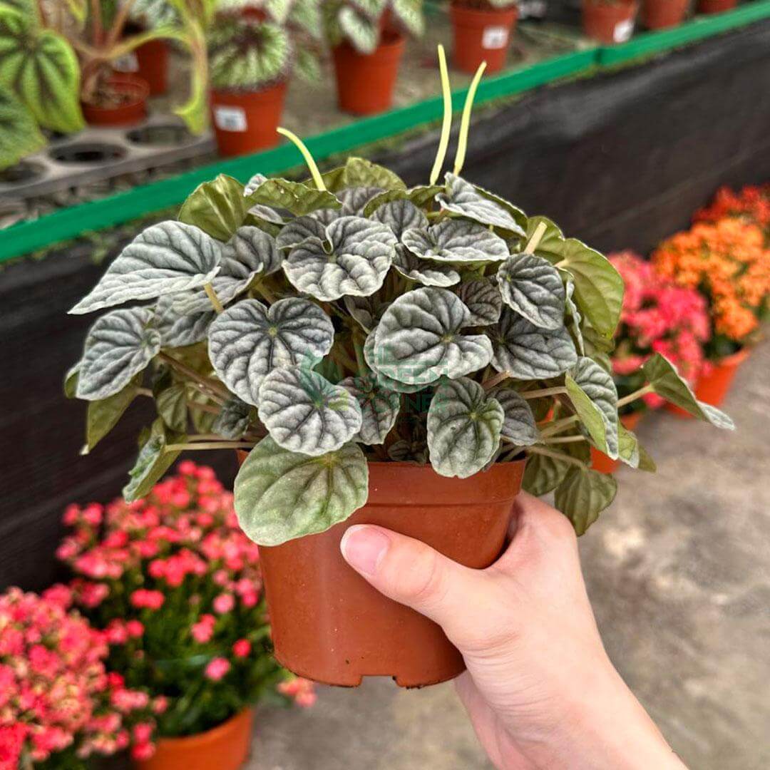 Peperomia Caperata