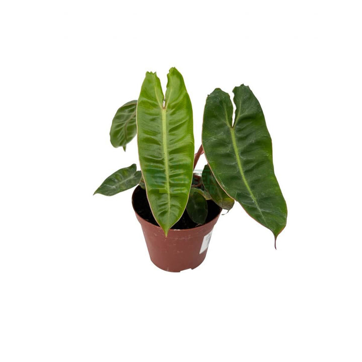Philodendron Billietiae