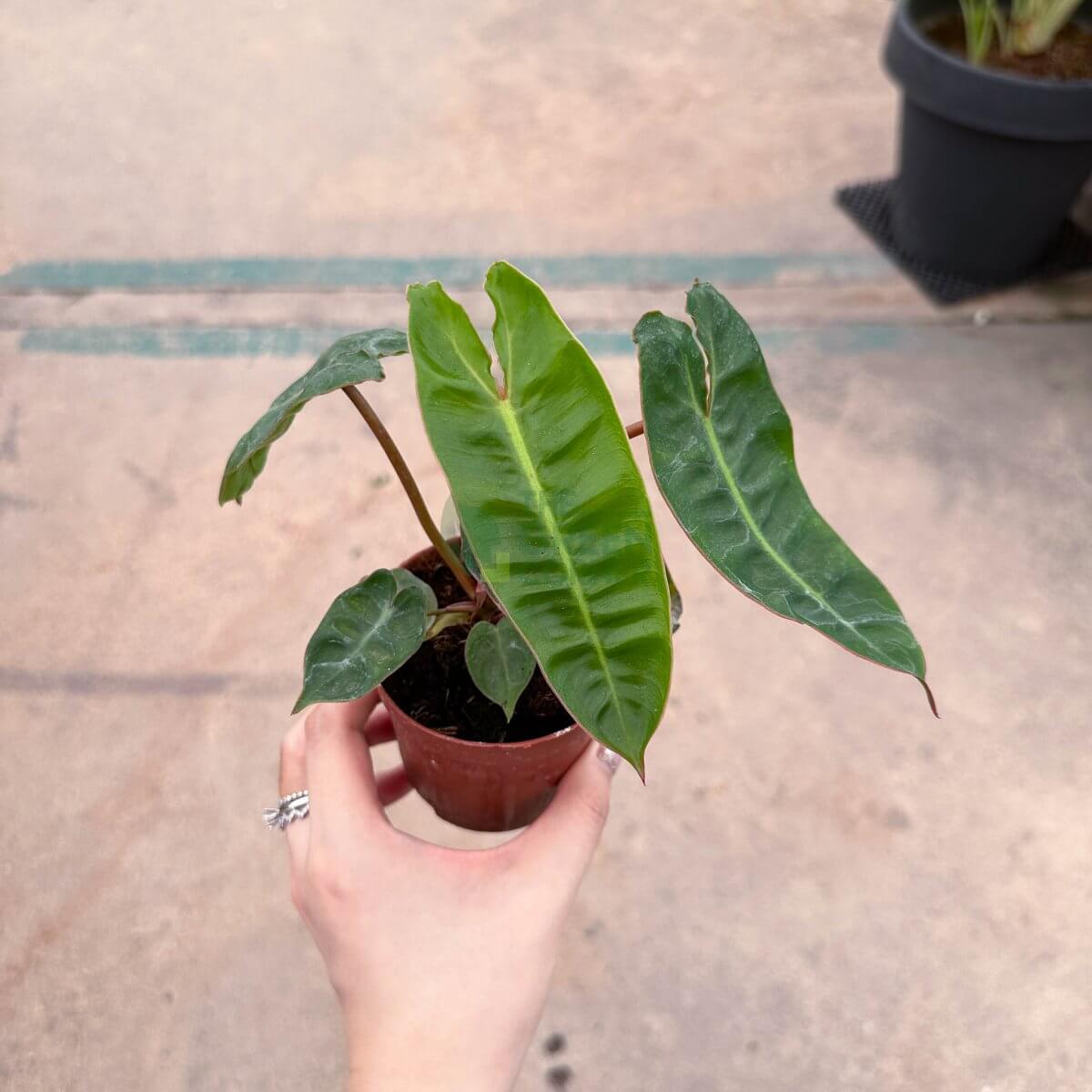 Philodendron Billietiae