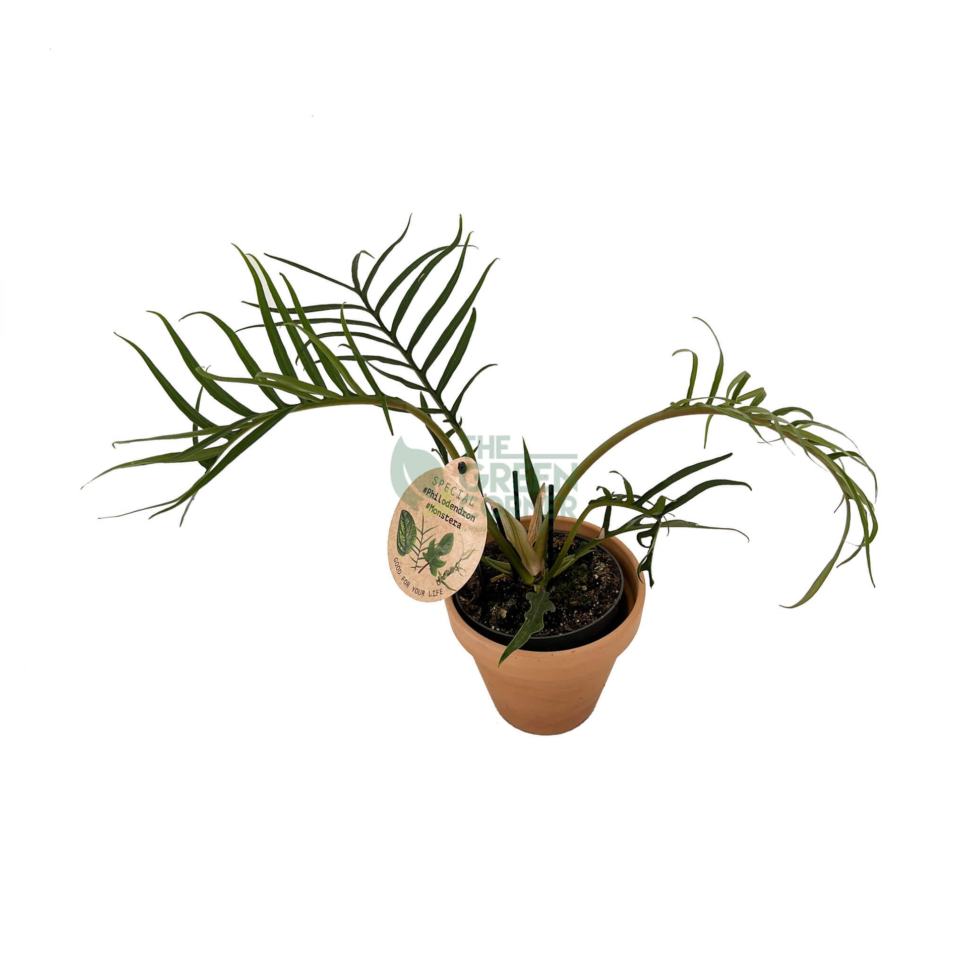 Philodendron Tortum