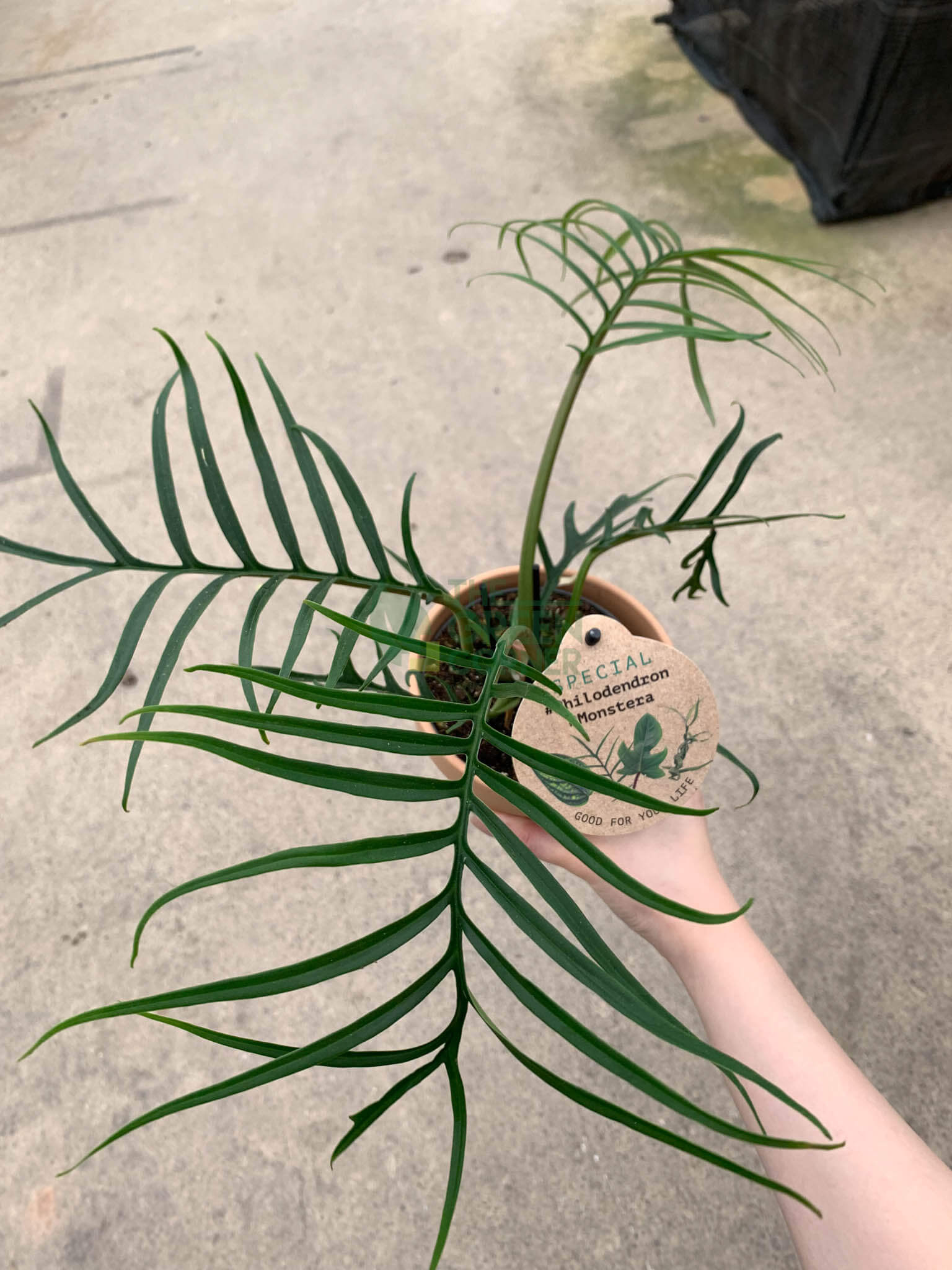 Philodendron Tortum
