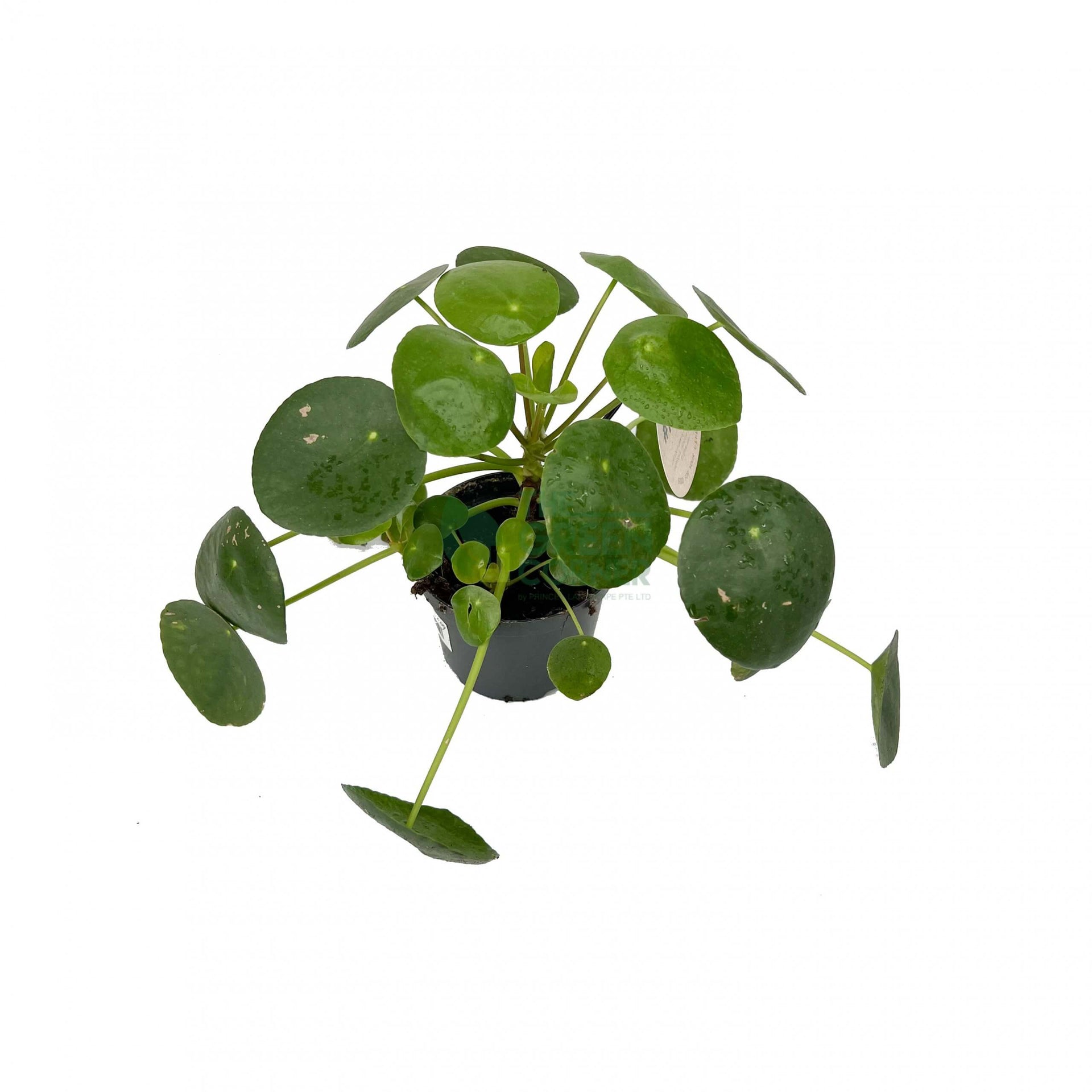 Pilea peperomioides Pot 12 cm