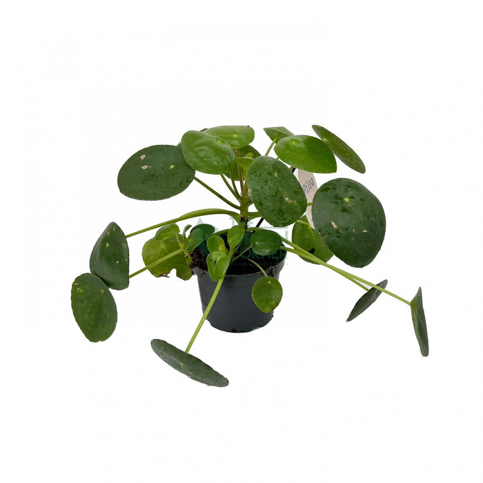 Pilea peperomioides Pot 12 cm