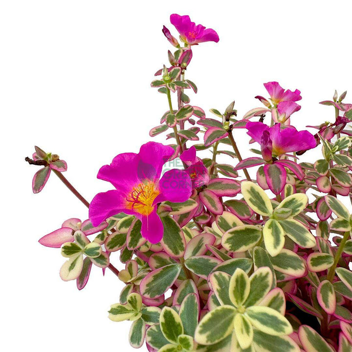 Portulaca Japanese Rose