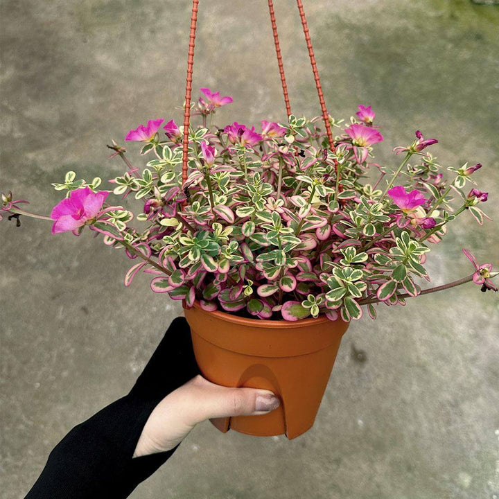 Portulaca Japanese Rose