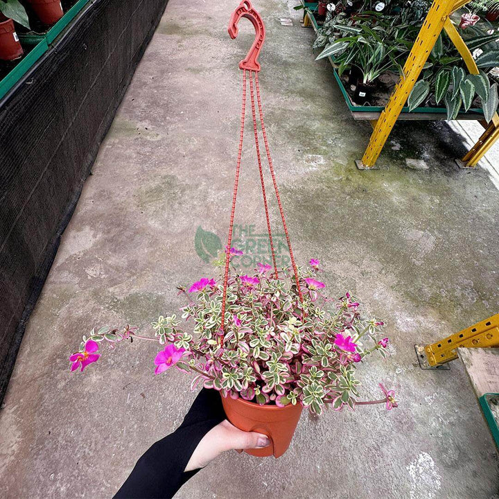 Portulaca Japanese Rose
