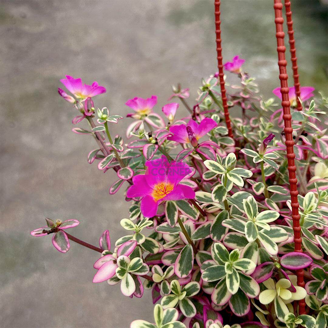 Portulaca Japanese Rose