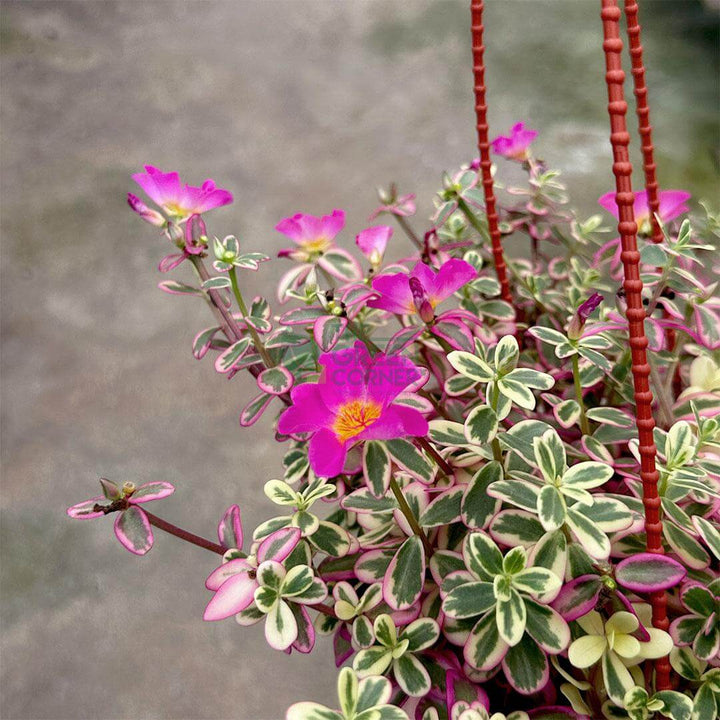 Portulaca Japanese Rose