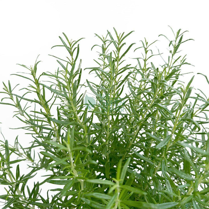 Rosemary