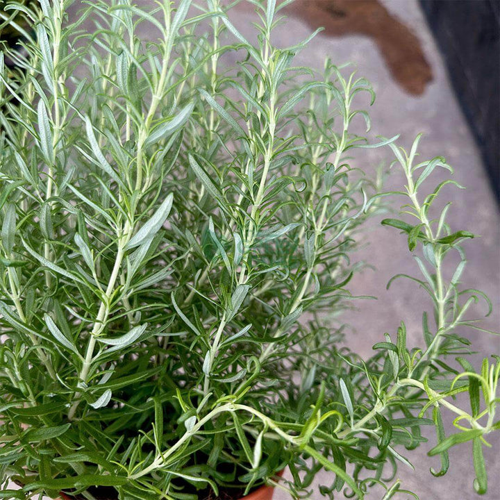 Rosemary