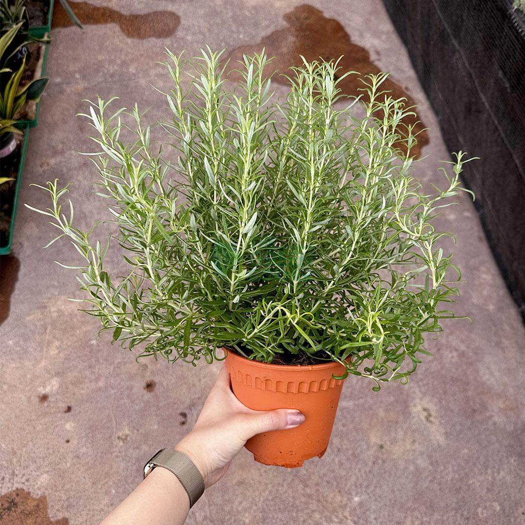 Rosemary