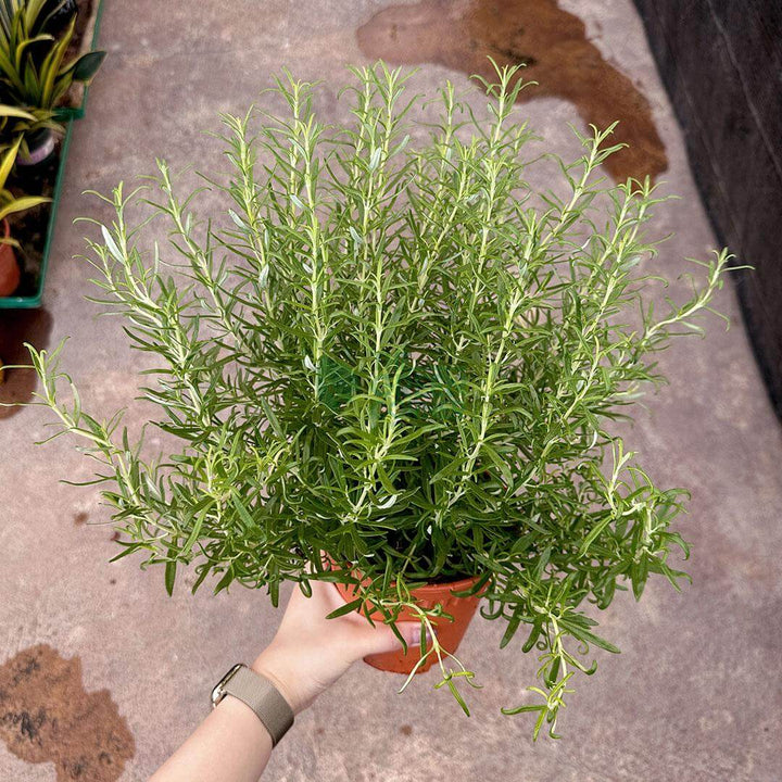 Rosemary