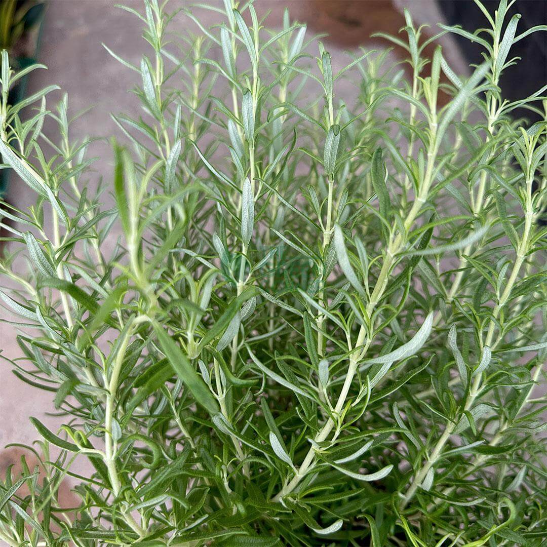 Rosemary