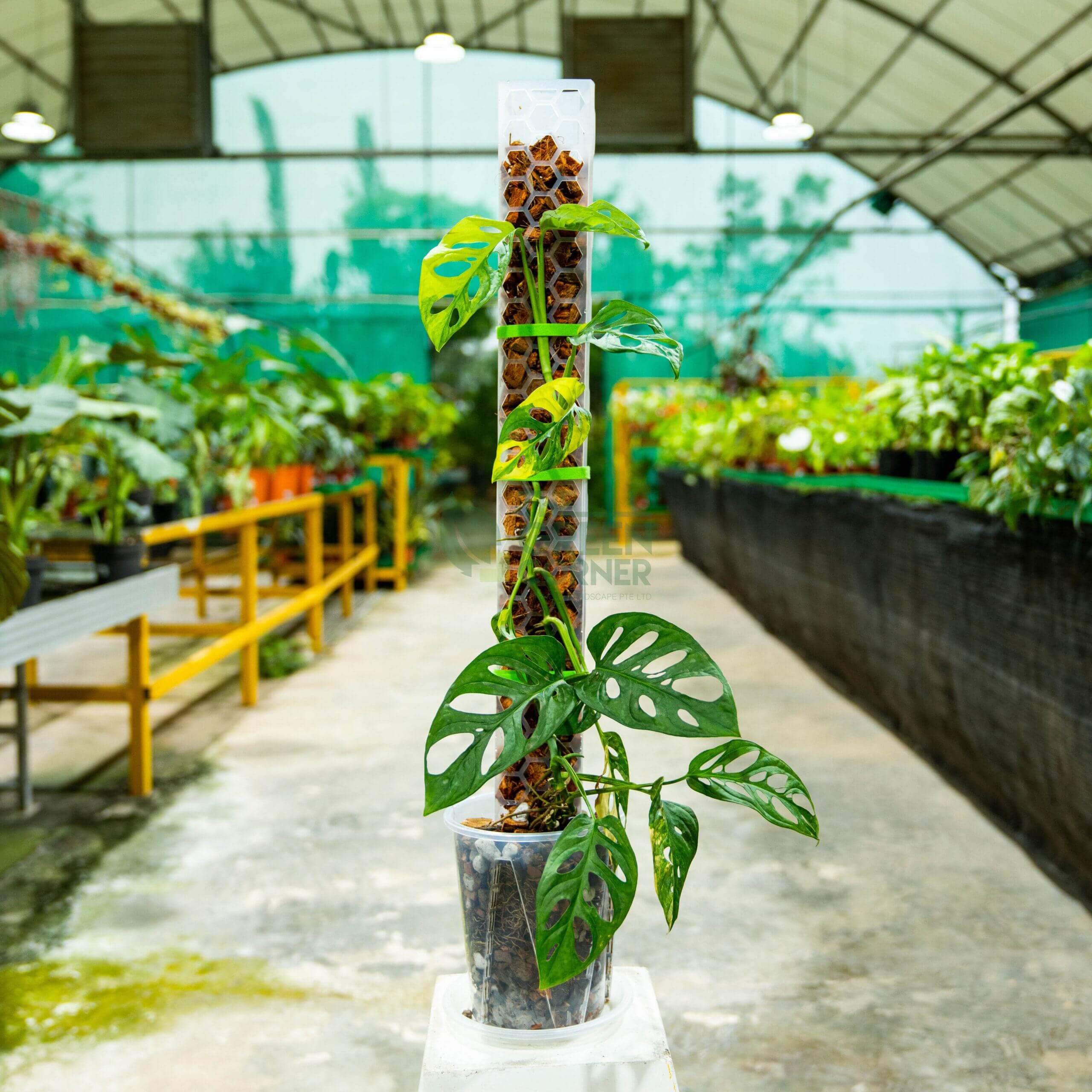 SILLYSOIL The Pole | Gardening Pole | Grow Pole | Support for Aroids Monstera Philodendron