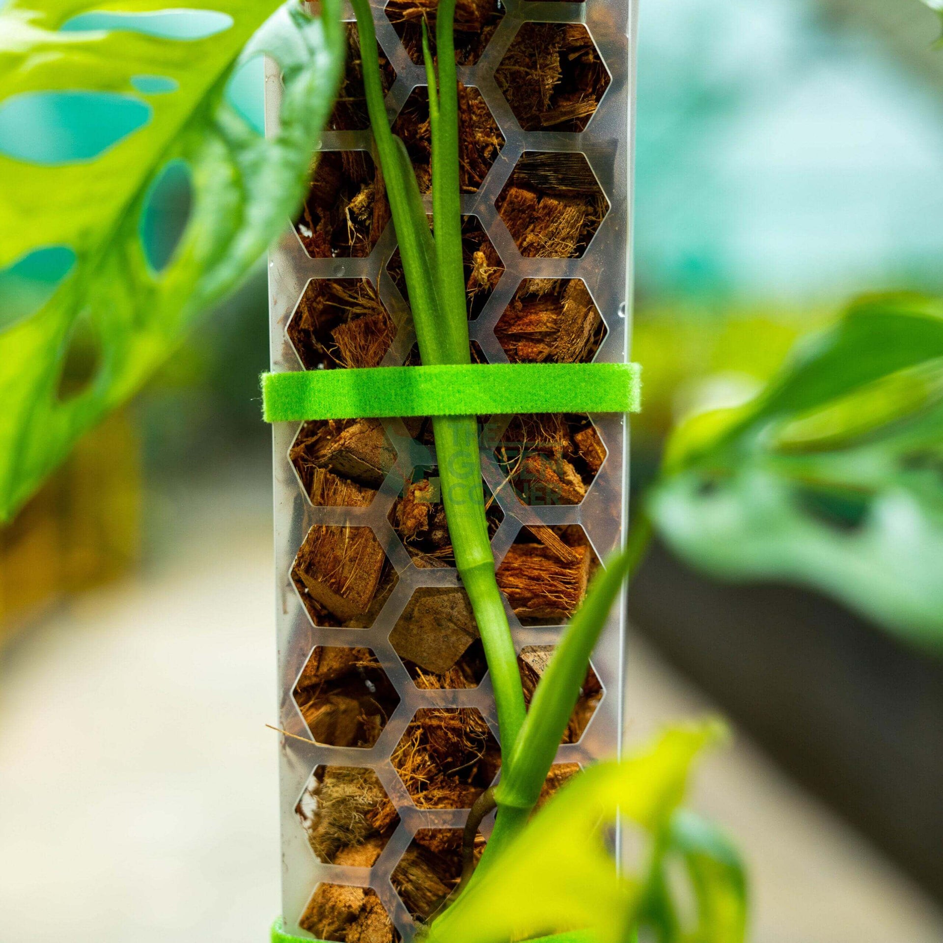 SILLYSOIL The Pole | Gardening Pole | Grow Pole | Support for Aroids Monstera Philodendron