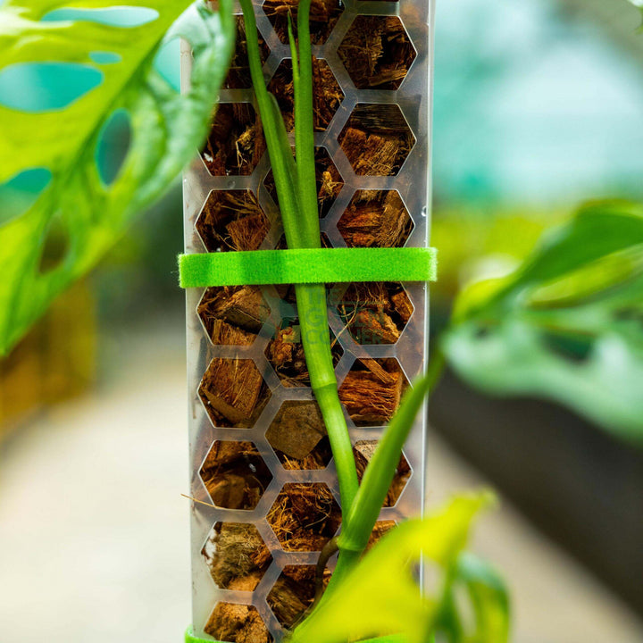 SILLYSOIL The Pole | Gardening Pole | Grow Pole | Support for Aroids Monstera Philodendron