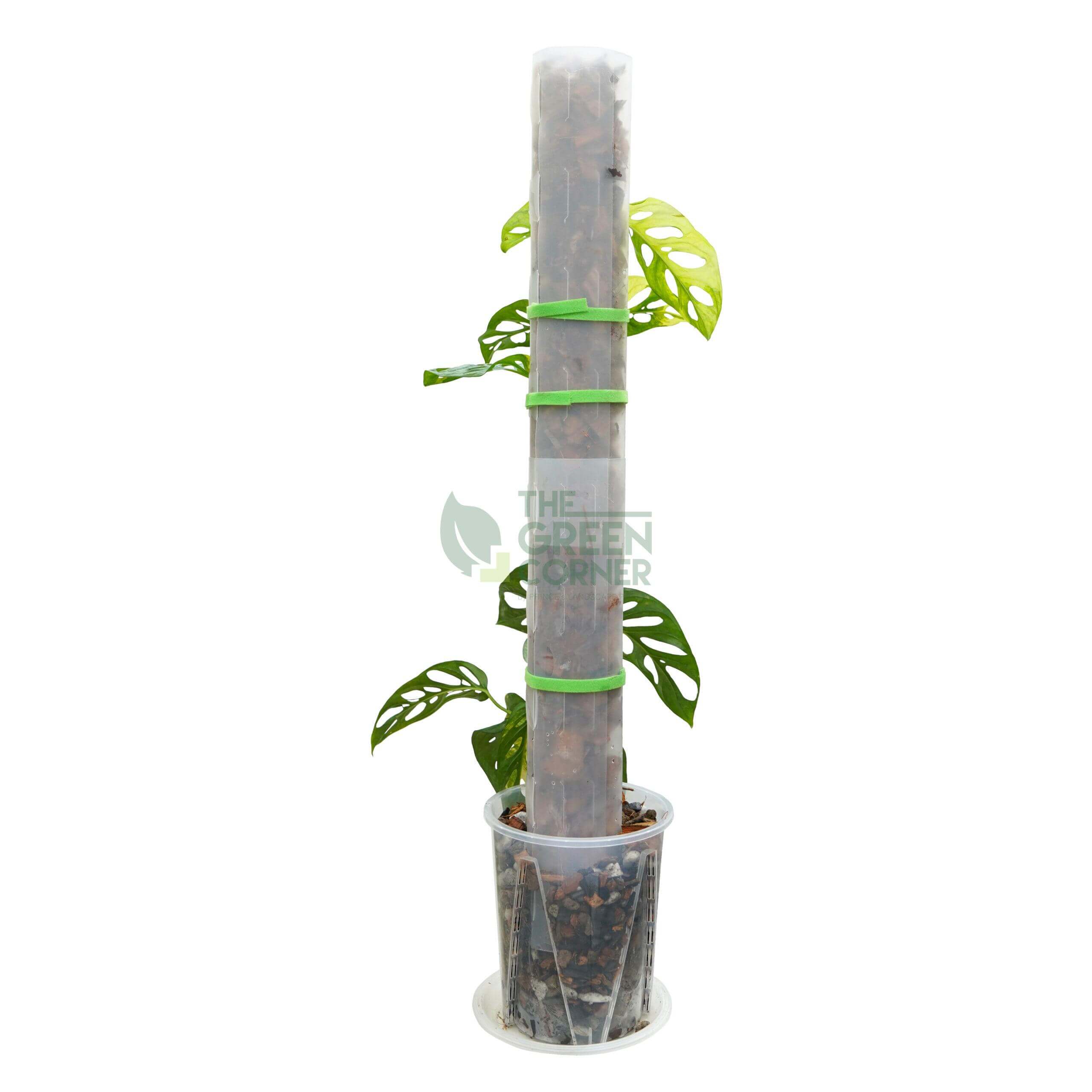 SILLYSOIL The Pole | Gardening Pole | Grow Pole | Support for Aroids Monstera Philodendron