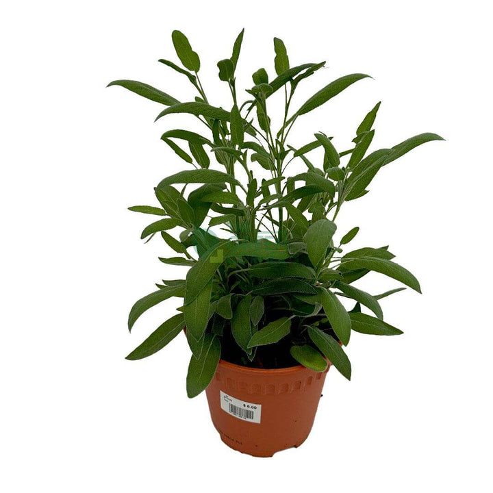 Sage Plant
