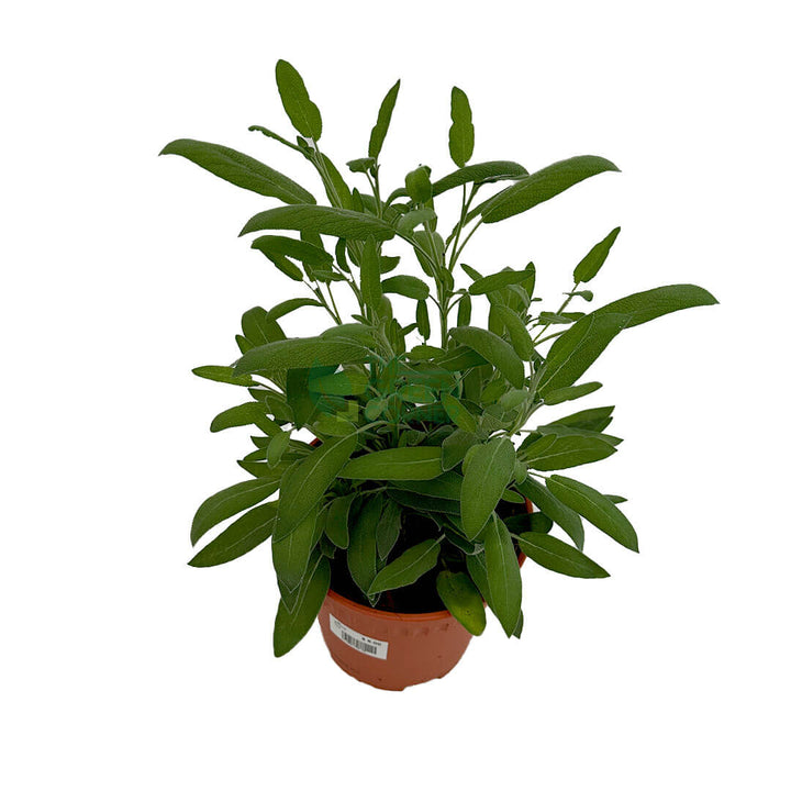 Sage Plant