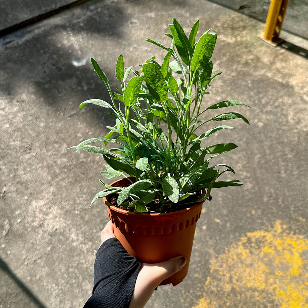 Sage Plant