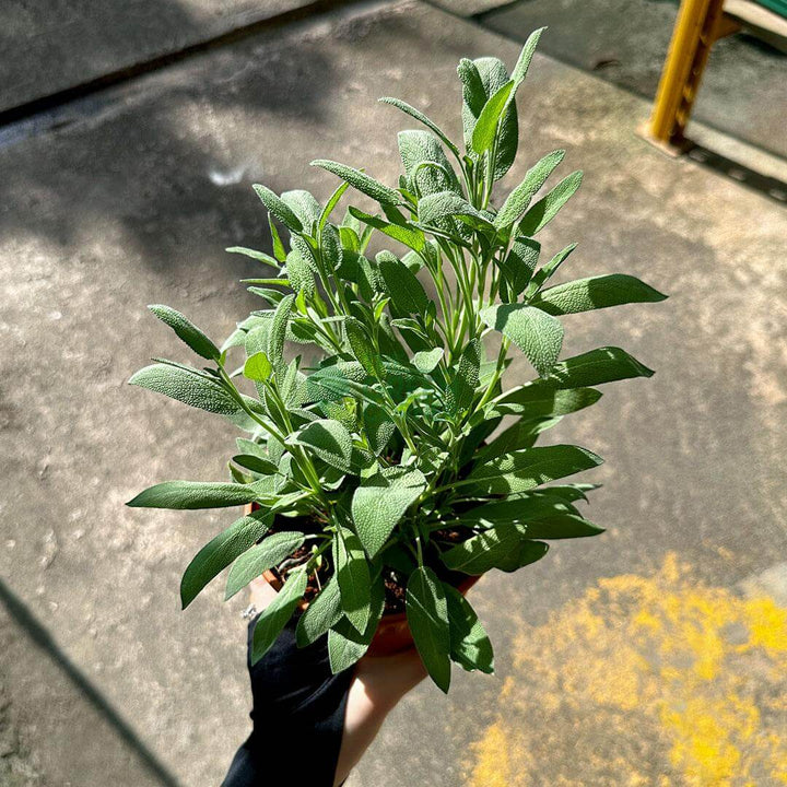 Sage Plant