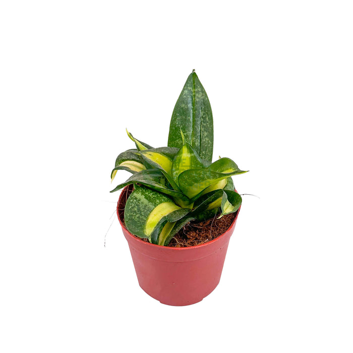 Sansevieria Golden Hahnii