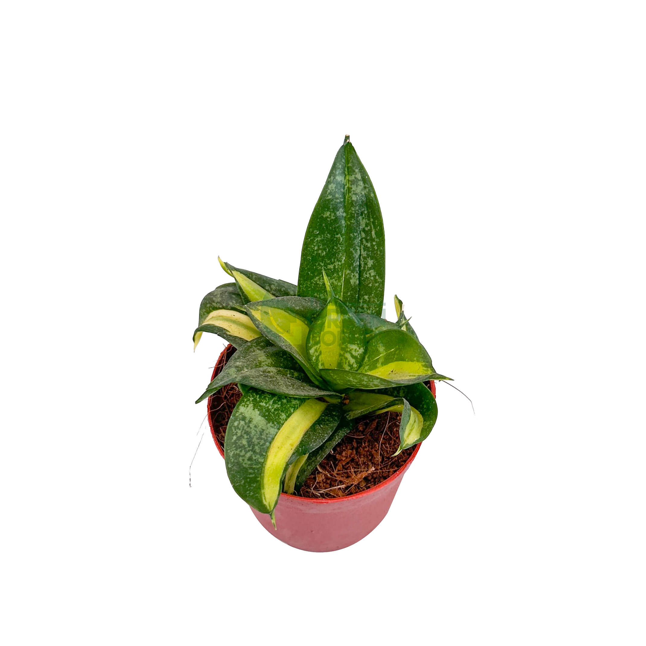 Sansevieria Golden Hahnii