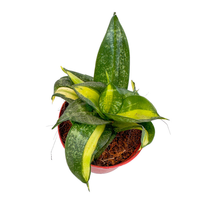 Sansevieria Golden Hahnii