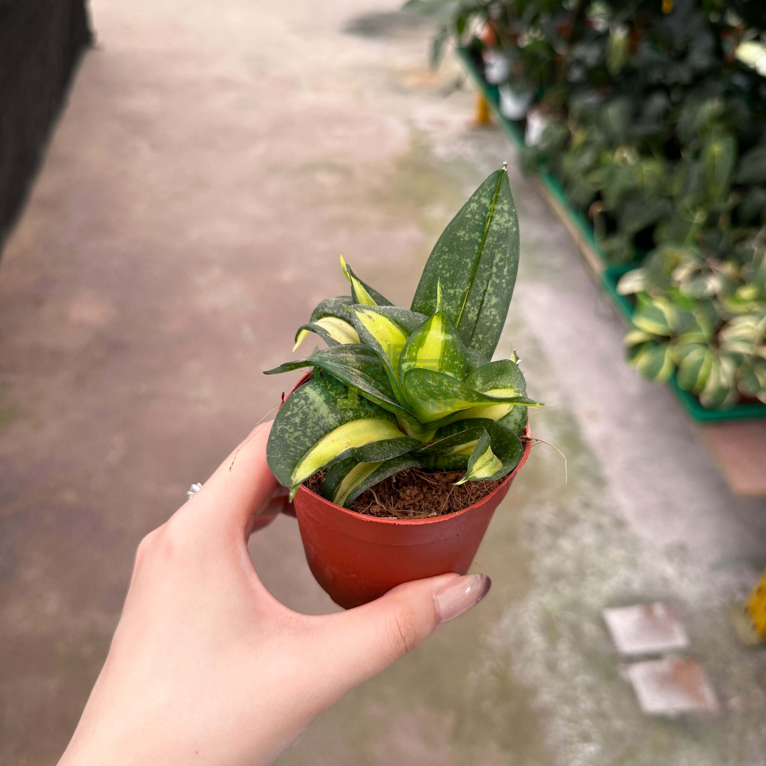 Sansevieria Golden Hahnii