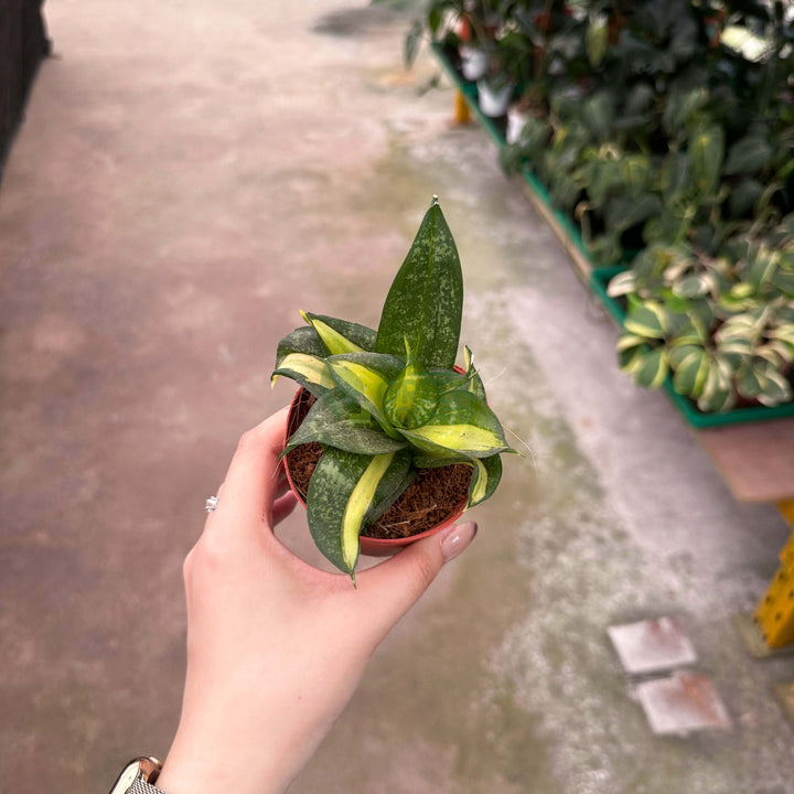 Sansevieria Golden Hahnii