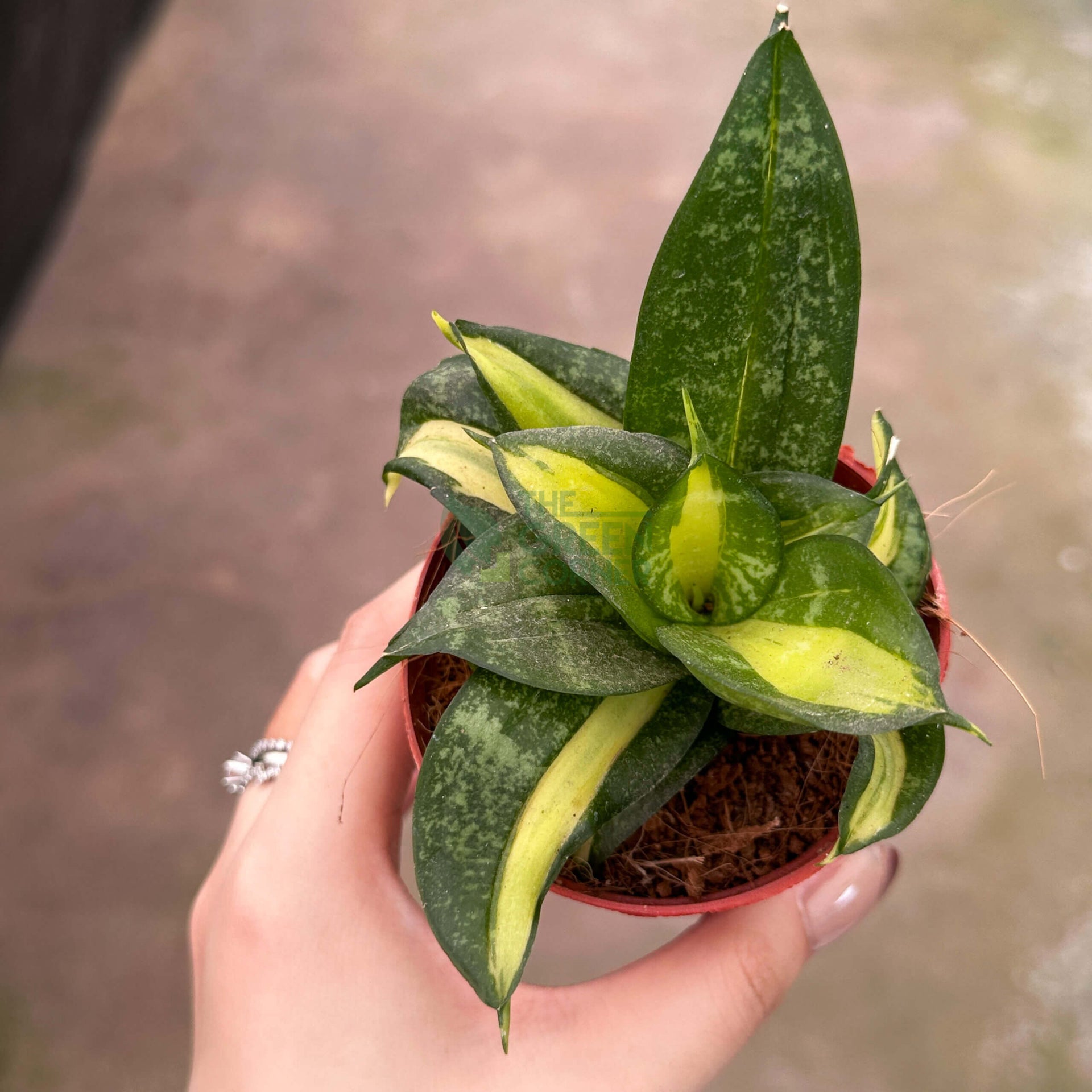 Sansevieria Golden Hahnii