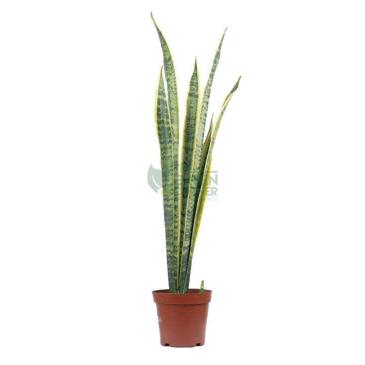 Snake Plants