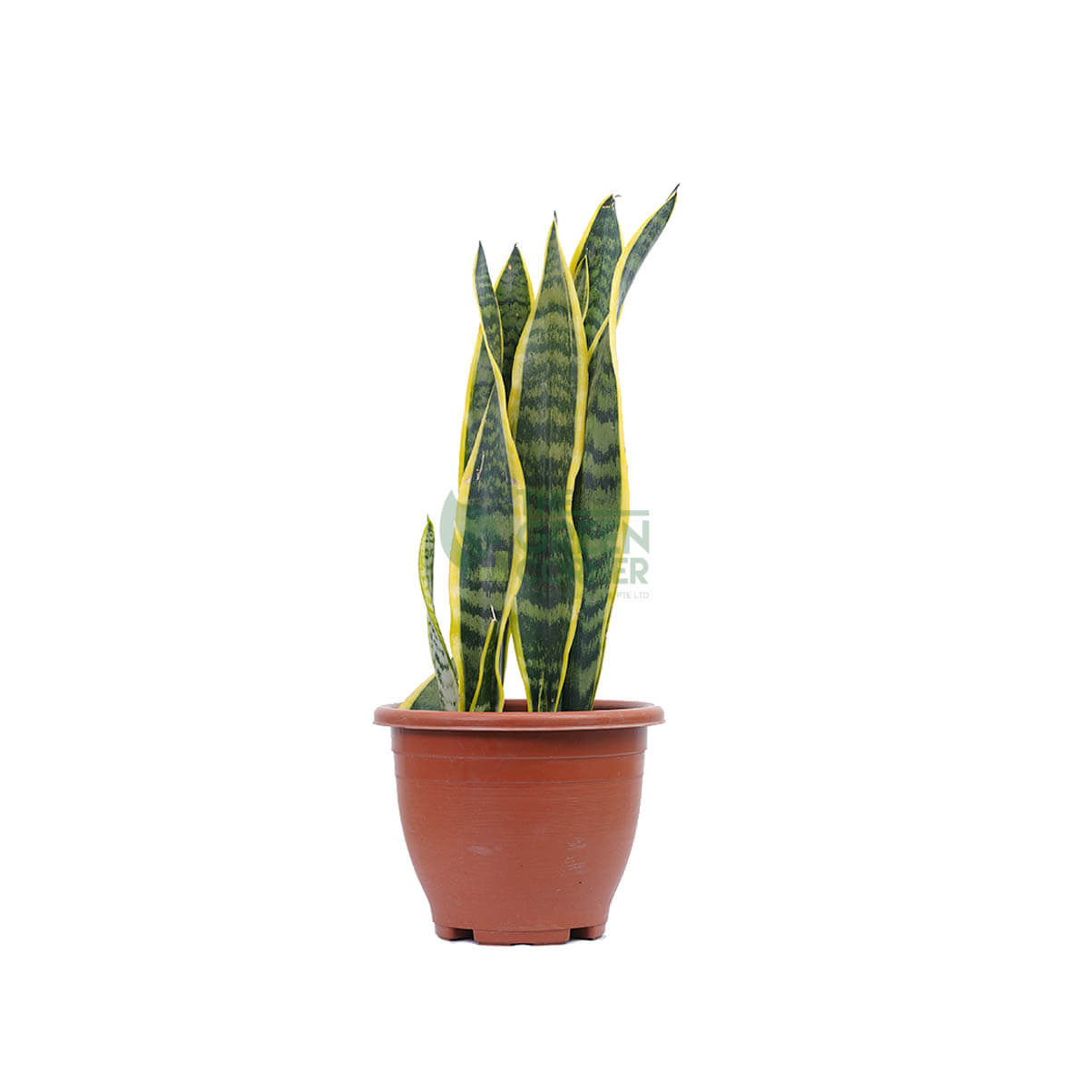Sansevieria trifasciata 'Snake Plant'