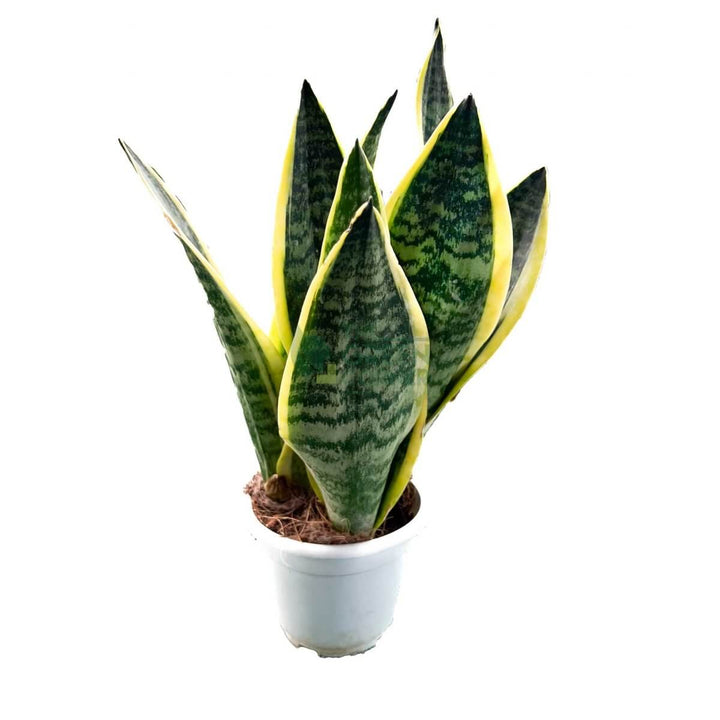 Sansevieria trifasciata