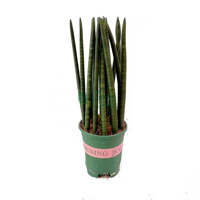 Sansevieria Cylindrica