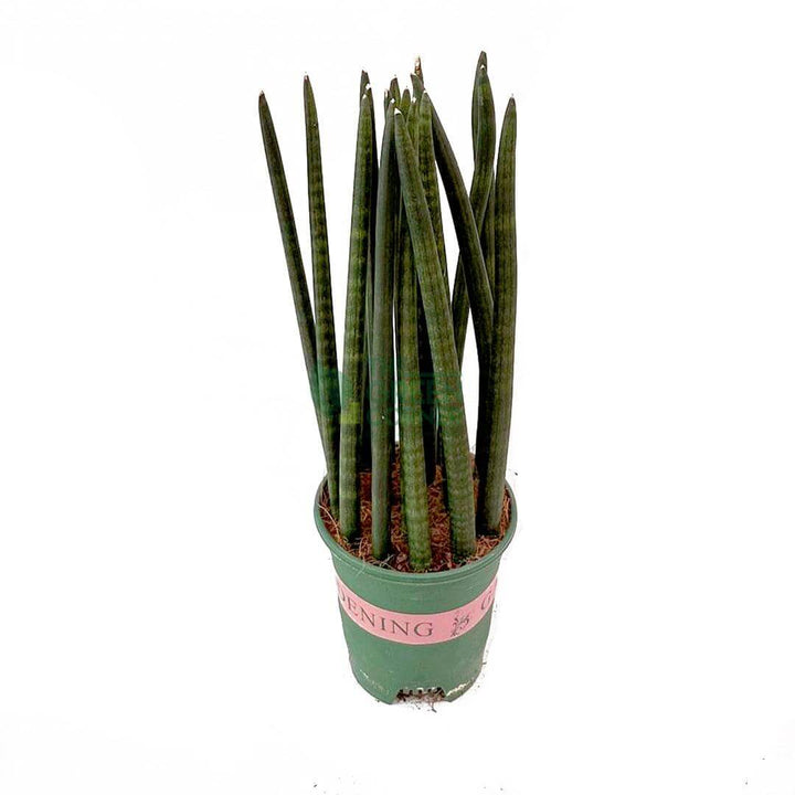 Sansevieria Cylindrica