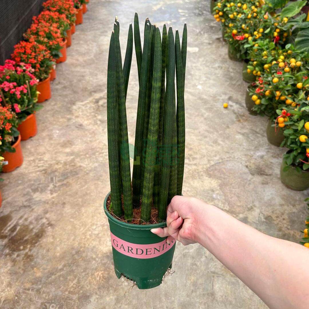 Sansevieria Cylindrica