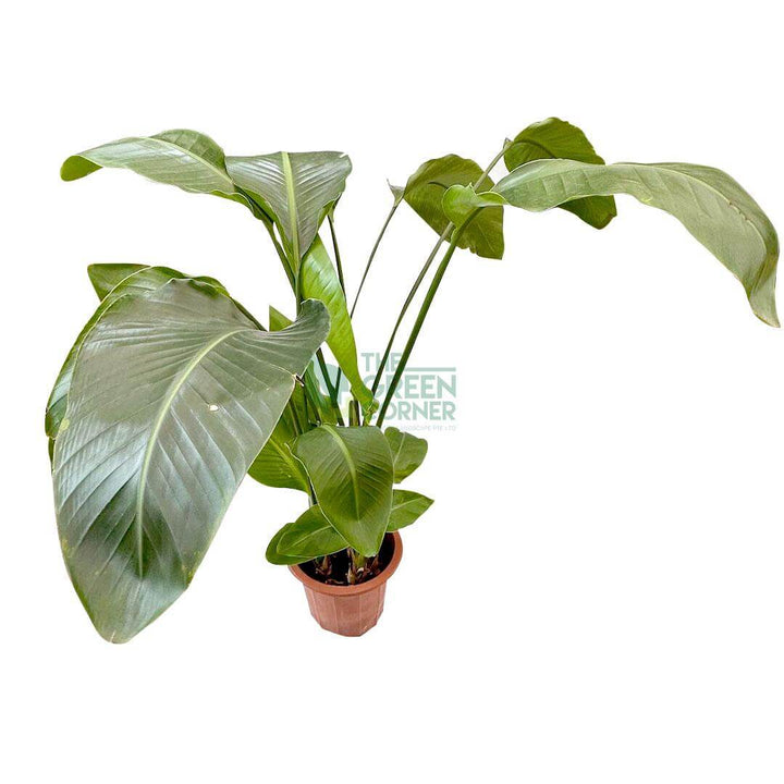 StrelitziaNicolai