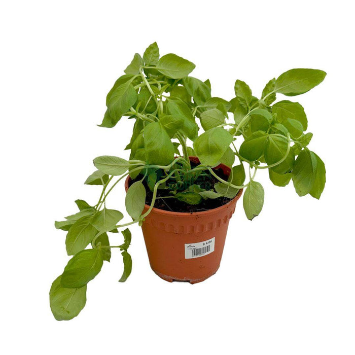 Sweet Basil