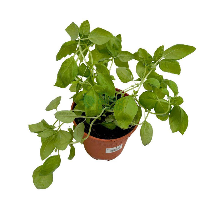 Sweet Basil