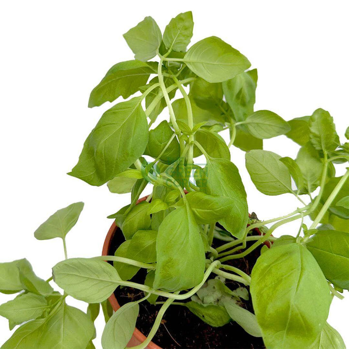 Sweet Basil